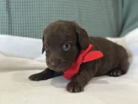 Hershey, a male Miniature Dachshund for sale in Mccomb, MS – 4 of 7
