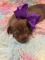 Coco, a female Miniature Dachshund for sale in Mccomb, MS – 1 of 4