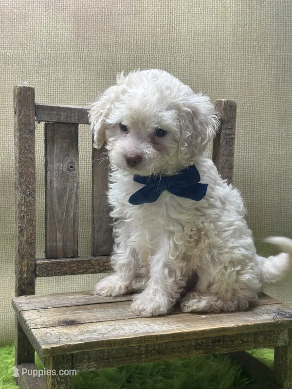 Milo – Goldendoodle puppy for sale in Mccomb, MS