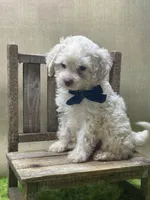 Milo, a male Goldendoodle for sale in Mccomb, MS – 1 of 2