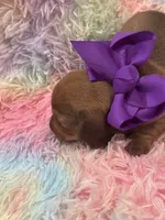 Coco, a female Miniature Dachshund for sale in Mccomb, MS – 4 of 4