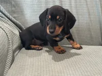 Midnight, a male Miniature Dachshund for sale in Mccomb, MS – 3 of 3