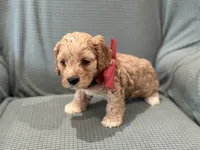 Murphy, a male Cockapoo for sale in Mccomb, MS – 2 of 4