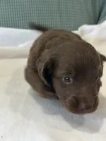 Coco, a male Miniature Dachshund for sale in Mccomb, MS – 7 of 7