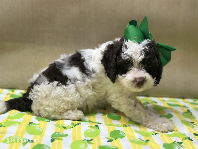 Hershey  – Goldendoodle puppy for sale in Mccomb, MS