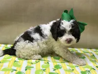 Hershey , a female Goldendoodle for sale in Mccomb, MS – 1 of 2