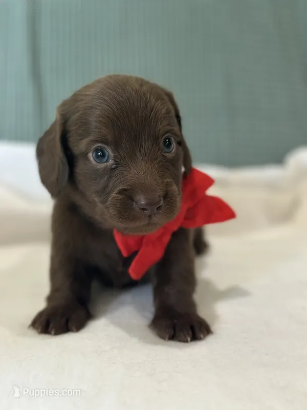 Hershey – Miniature Dachshund puppy for sale in Mccomb, MS