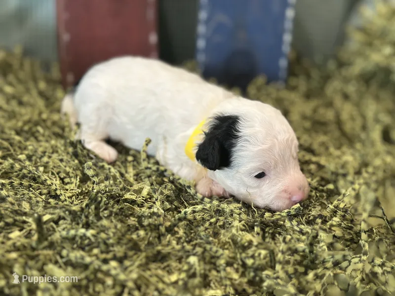 Yellow, a male Poodle - Toy  for sale in Mccomb, MS – 1 of 3