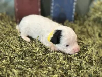 Yellow, a male Poodle - Toy  for sale in Mccomb, MS – 1 of 3