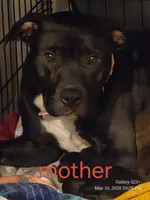 M1, a male American Pit Bull Terrier for sale in Buffalo, NY – 6 of 7