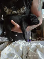 F1, a female American Pit Bull Terrier for sale in Buffalo, NY – 5 of 6