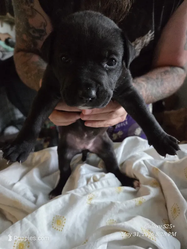 F1 – American Pit Bull Terrier puppy for sale in Buffalo, NY