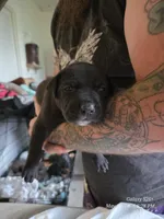 F2, a female American Pit Bull Terrier for sale in Buffalo, NY – 2 of 6