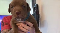 M1, a male American Pit Bull Terrier for sale in Buffalo, NY – 4 of 7