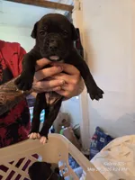 F2, a female American Pit Bull Terrier for sale in Buffalo, NY – 6 of 6