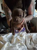 M2, a male American Pit Bull Terrier for sale in Buffalo, NY – 2 of 4