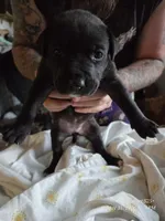 F2, a female American Pit Bull Terrier for sale in Buffalo, NY – 1 of 6