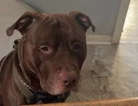 F2, a female American Pit Bull Terrier for sale in Buffalo, NY – 3 of 6