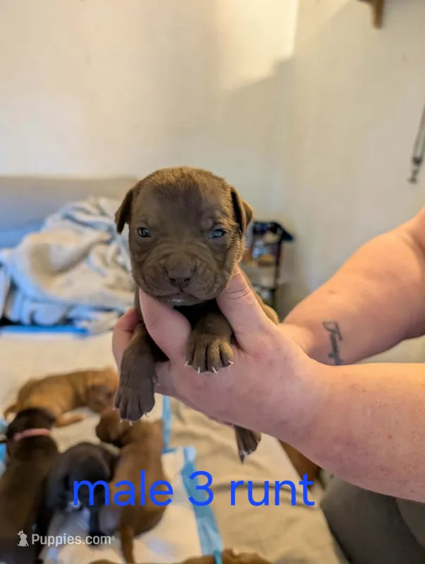M3 – American Pit Bull Terrier puppy for sale in Buffalo, NY