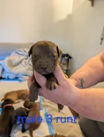 M3, a male American Pit Bull Terrier for sale in Buffalo, NY – 1 of 5