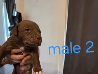 M2, a male American Pit Bull Terrier for sale in Buffalo, NY – 1 of 4