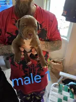 M1, a male American Pit Bull Terrier for sale in Buffalo, NY – 2 of 7