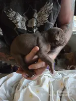 M2, a male American Pit Bull Terrier for sale in Buffalo, NY – 4 of 4