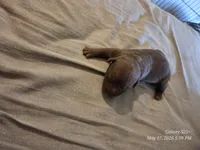 M3, a male American Pit Bull Terrier for sale in Buffalo, NY – 4 of 5