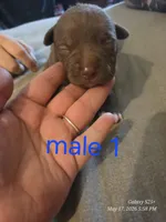 M1, a male American Pit Bull Terrier for sale in Buffalo, NY – 7 of 7
