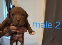 M2, a male American Pit Bull Terrier for sale in Buffalo, NY – 3 of 4