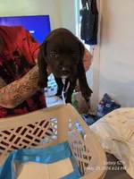 F2, a female American Pit Bull Terrier for sale in Buffalo, NY – 5 of 6