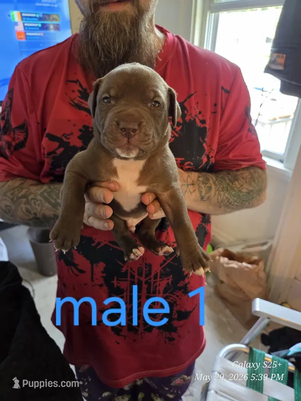 M1 – American Pit Bull Terrier puppy on hold in Buffalo, NY