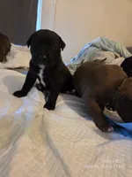 F1, a female American Pit Bull Terrier for sale in Buffalo, NY – 2 of 6