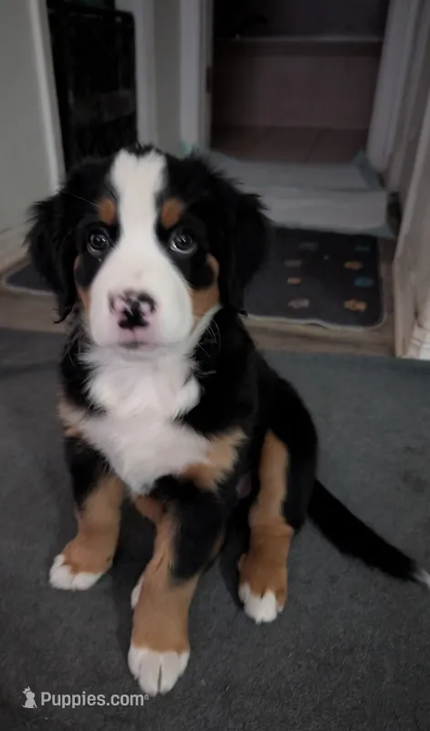 Bailey  – Australian Shepherd, Bernese Mountain Dog puppy for sale in Land O Lakes, FL