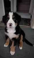 Bailey , a female Australian Shepherd and Bernese Mountain Dog for sale in Land O Lakes, FL – 1 of 3