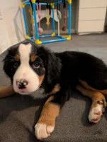 Bailey , a female Australian Shepherd and Bernese Mountain Dog for sale in Land O Lakes, FL – 2 of 3