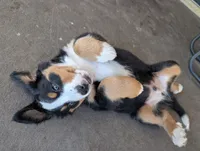 Gus, a male Australian Shepherd and Bernese Mountain Dog for sale in Land O Lakes, FL – 2 of 3