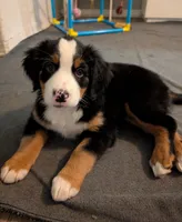 Bailey , a female Australian Shepherd and Bernese Mountain Dog for sale in Land O Lakes, FL – 3 of 3