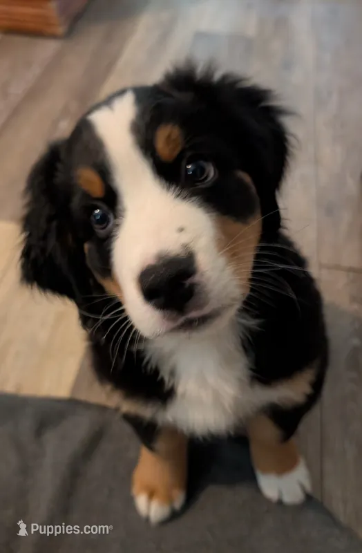 Gus – Australian Shepherd, Bernese Mountain Dog puppy for sale in Land O Lakes, FL