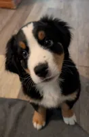 Gus, a male Australian Shepherd and Bernese Mountain Dog for sale in Land O Lakes, FL – 1 of 3