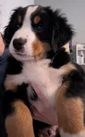 Gus, a male Australian Shepherd and Bernese Mountain Dog for sale in Land O Lakes, FL – 3 of 3