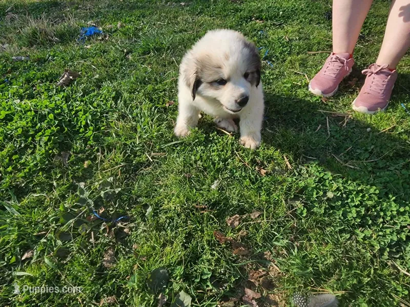 Second Pick Male puppy – Great Pyrenees puppy for sale in Blacksburg, SC
