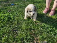 Third Pick Female puppy, a female Great Pyrenees for sale in Blacksburg, SC – Photo 5 of 5