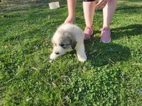 Third Pick Female puppy, a female Great Pyrenees for sale in Blacksburg, SC – Photo 2 of 5