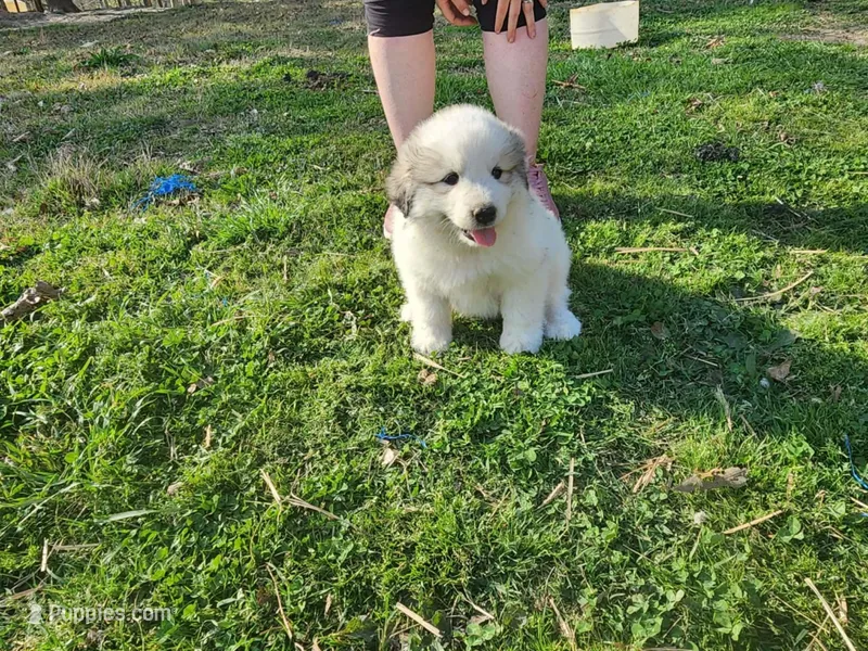Third Pick Female puppy – Great Pyrenees puppy for sale in Blacksburg, SC