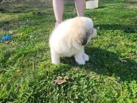 Fourth Pick Female puppy, a female Great Pyrenees for sale in Blacksburg, SC – Photo 2 of 5