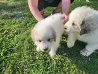 Second Pick Female puppy, a female Great Pyrenees for sale in Blacksburg, SC – Photo 3 of 5