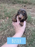 Buster, a male Miniature Dachshund for sale in Glenwood, AR – 2 of 5