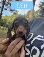 Buster, a male Miniature Dachshund for sale in Glenwood, AR – 1 of 5