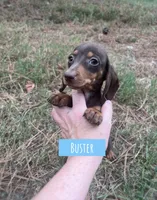 Buster, a male Miniature Dachshund for sale in Glenwood, AR – 5 of 5